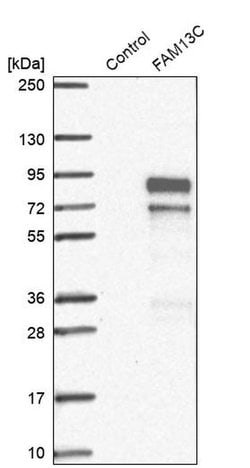 Invitrogen FAM13C Polyclonal Antibody 100 &mu;L; Unconjugated:Antibodies,