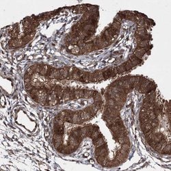 Invitrogen SERINC5 Polyclonal Antibody 100 &mu;L; Unconjugated:Antibodies,