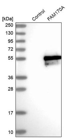 Invitrogen FAM170A Polyclonal Antibody 100 &mu;L; Unconjugated:Antibodies,