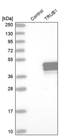 Invitrogen TRUB1 Polyclonal Antibody 100 &mu;L; Unconjugated:Antibodies,