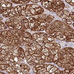 Invitrogen AAMDC Polyclonal Antibody 100 &mu;L; Unconjugated:Antibodies,