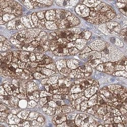Invitrogen AAMDC Polyclonal Antibody 100 &mu;L | Buy Online | Invitrogen&trade; | Fisher Scientific