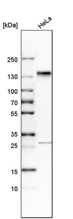 Invitrogen SH3PXD2A Polyclonal Antibody 100 &mu;L; Unconjugated:Antibodies,