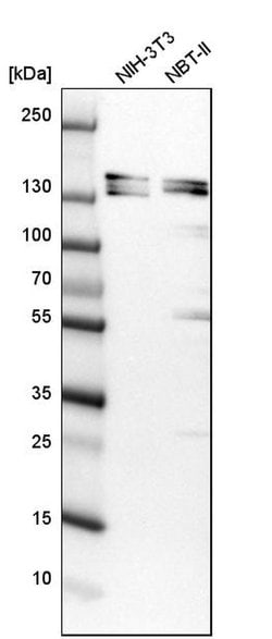 Invitrogen SH3PXD2A Polyclonal Antibody 100 &mu;L; Unconjugated:Antibodies,