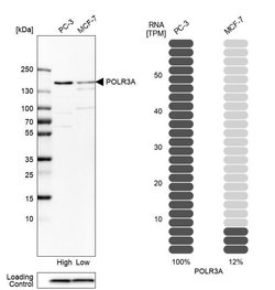 Invitrogen POLR3A Polyclonal Antibody 100 &mu;L; Unconjugated:Antibodies,