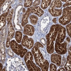 Invitrogen RTKN2 Polyclonal Antibody 100 &mu;L; Unconjugated:Antibodies,