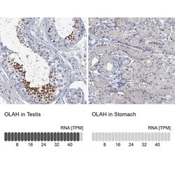 Invitrogen OLAH Polyclonal Antibody 100 &mu;L; Unconjugated:Antibodies,