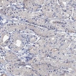 Invitrogen OLAH Polyclonal Antibody 100 &mu;L; Unconjugated:Antibodies,