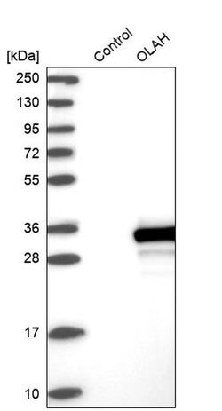 Invitrogen OLAH Polyclonal Antibody 100 &mu;L; Unconjugated:Antibodies,