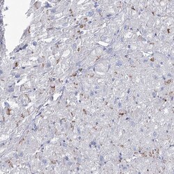 Invitrogen NRAP Polyclonal Antibody 100 &mu;L; Unconjugated:Antibodies,