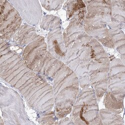 Invitrogen NRAP Polyclonal Antibody 100 &mu;L; Unconjugated:Antibodies,