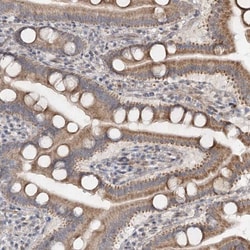 Invitrogen RUFY4 Polyclonal Antibody 100 &mu;L; Unconjugated:Antibodies,