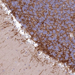 Invitrogen SLC6A11 Polyclonal Antibody 100 &mu;L; Unconjugated:Antibodies,