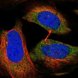 Invitrogen RAPGEF6 Polyclonal Antibody 100 &mu;L; Unconjugated:Antibodies,