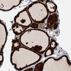 Invitrogen RAPGEF6 Polyclonal Antibody 100 &mu;L; Unconjugated:Antibodies,
