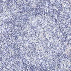 Invitrogen BRUNOL4 Polyclonal Antibody 100 &mu;L | Buy Online | Invitrogen&trade; | Fisher Scientific