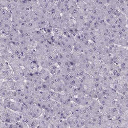 Invitrogen H1FOO Polyclonal Antibody 100 &mu;L; Unconjugated:Antibodies,