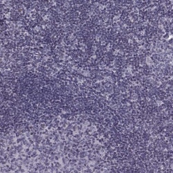 Invitrogen H1FOO Polyclonal Antibody 100 &mu;L; Unconjugated:Antibodies,