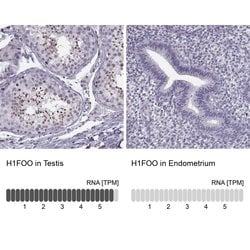 Invitrogen H1FOO Polyclonal Antibody 100 &mu;L; Unconjugated:Antibodies,
