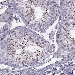 Invitrogen H1FOO Polyclonal Antibody 100 &mu;L; Unconjugated:Antibodies,