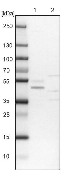 Invitrogen PDSS1 Polyclonal Antibody 100 &mu;L; Unconjugated:Antibodies,