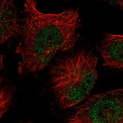 Invitrogen FAM208B Polyclonal Antibody 100 &mu;L | Buy Online | Invitrogen&trade; | Fisher Scientific