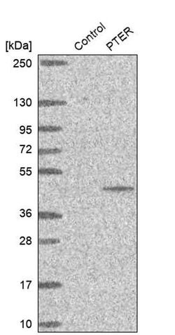 Invitrogen PTER Polyclonal Antibody 100 &mu;L; Unconjugated:Antibodies,