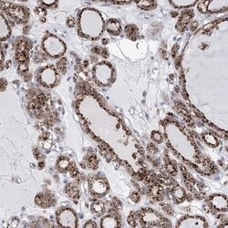 SIAE Polyclonal Antibody:Antibodies, Polyclonal