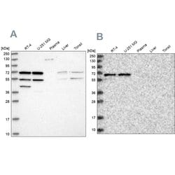 SIAE Polyclonal Antibody:Antibodies, Polyclonal