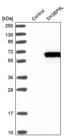 Invitrogen 3BP5L Polyclonal Antibody 100 &mu;L; Unconjugated:Antibodies,