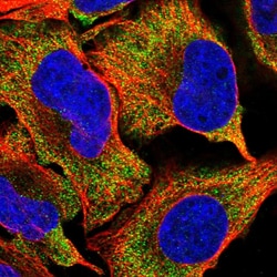Invitrogen SPATA7 Polyclonal Antibody 100 &mu;L; Unconjugated:Antibodies,