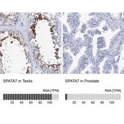 Invitrogen SPATA7 Polyclonal Antibody 100 &mu;L; Unconjugated:Antibodies,