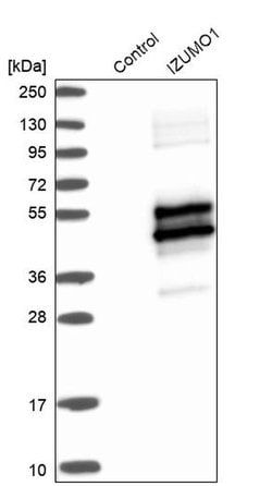 Invitrogen IZUMO1 Polyclonal Antibody 100 &mu;L; Unconjugated:Anticuerpos