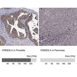 Invitrogen CREB3L4 Polyclonal Antibody 100 &mu;L; Unconjugated:Antibodies,