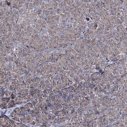 Invitrogen CREB3L4 Polyclonal Antibody 100 &mu;L; Unconjugated:Antibodies,