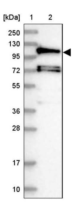 Invitrogen HIP1R Polyclonal Antibody 100 &mu;L | Buy Online | Invitrogen&trade; | Fisher Scientific