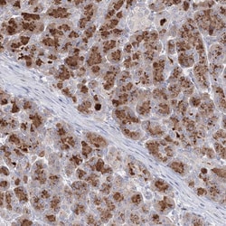 Invitrogen Connexin 31.1 Polyclonal Antibody 100 &mu;L; Unconjugated:Antibodies,