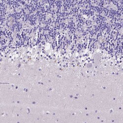 Invitrogen NRGN Polyclonal Antibody 100 &mu;L; Unconjugated:Antibodies,