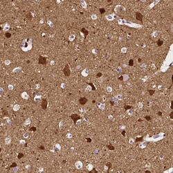 Invitrogen NRGN Polyclonal Antibody 100 &mu;L; Unconjugated:Antibodies,