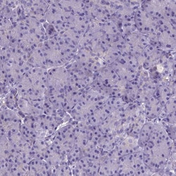 Invitrogen NRGN Polyclonal Antibody 100 &mu;L; Unconjugated:Antibodies,
