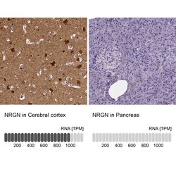 Invitrogen NRGN Polyclonal Antibody 100 &mu;L; Unconjugated:Antibodies,