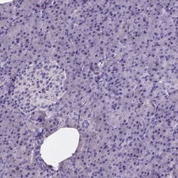Invitrogen NRGN Polyclonal Antibody 100 &mu;L; Unconjugated:Antibodies,