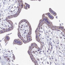 Invitrogen VPS26B Polyclonal Antibody 100 &mu;L; Unconjugated:Antibodies,