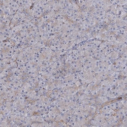 Invitrogen SEC24B Polyclonal Antibody 100 &mu;L; Unconjugated:Antibodies,
