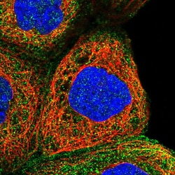 Invitrogen NPRL2 Polyclonal Antibody 100 &mu;L; Unconjugated:Antikörper