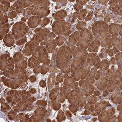 Invitrogen NPRL2 Polyclonal Antibody 100 &mu;L; Unconjugated:Antibodies,