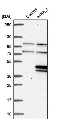 Invitrogen NPRL2 Polyclonal Antibody 100 &mu;L; Unconjugated:Antibodies,