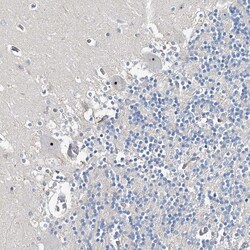Invitrogen RBM43 Polyclonal Antibody 100 &mu;L; Unconjugated:Antibodies,