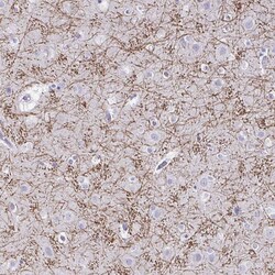 Invitrogen CREG2 Polyclonal Antibody 100 &mu;L; Unconjugated:Antibodies,
