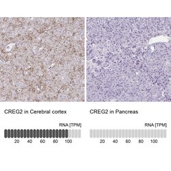 Invitrogen CREG2 Polyclonal Antibody 100 &mu;L; Unconjugated:Antibodies,